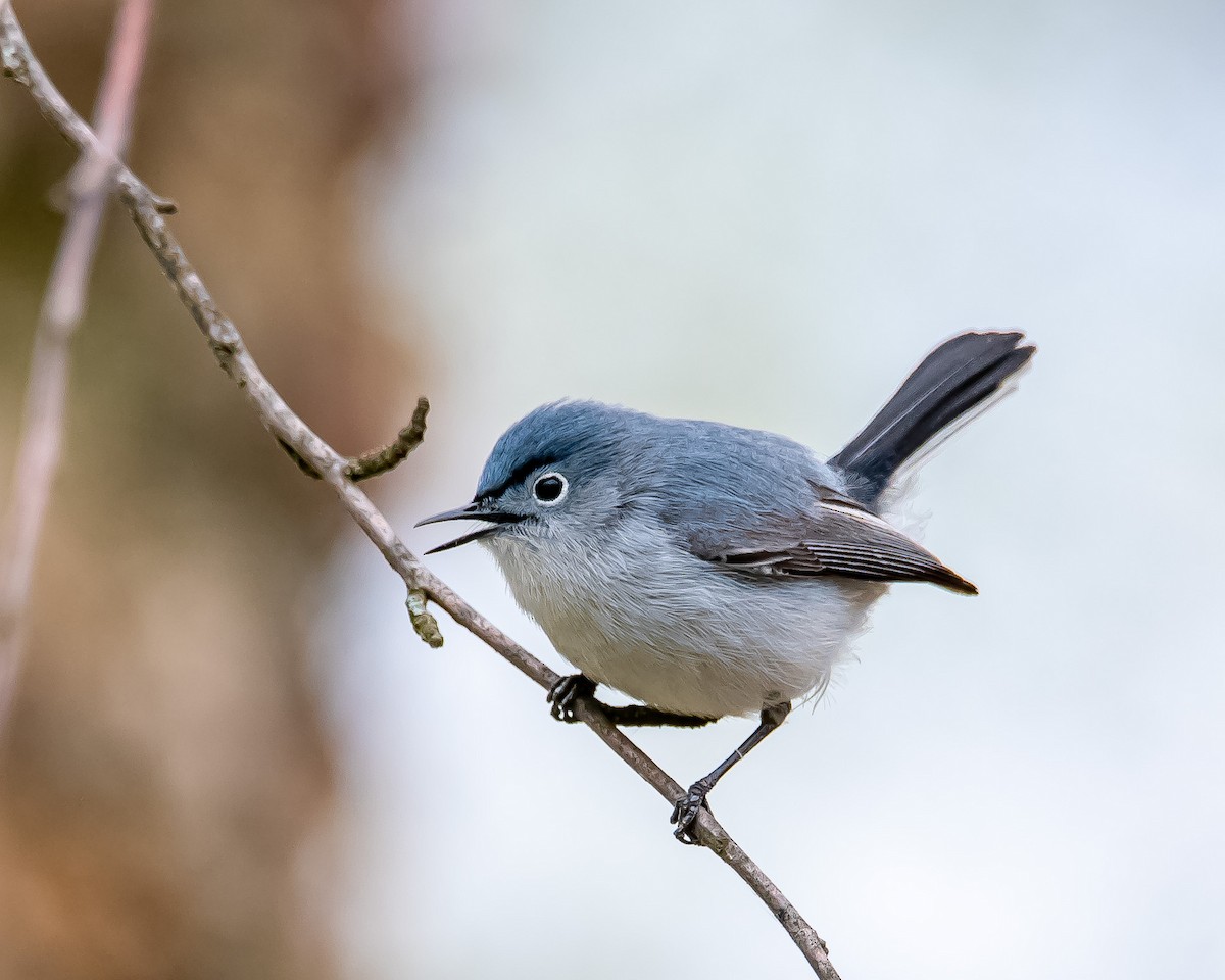 Blue-gray Gnatcatcher - Donald Dixon