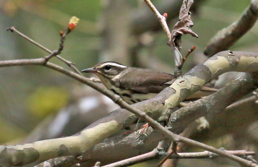 Louisiana Waterthrush - Michael Boston