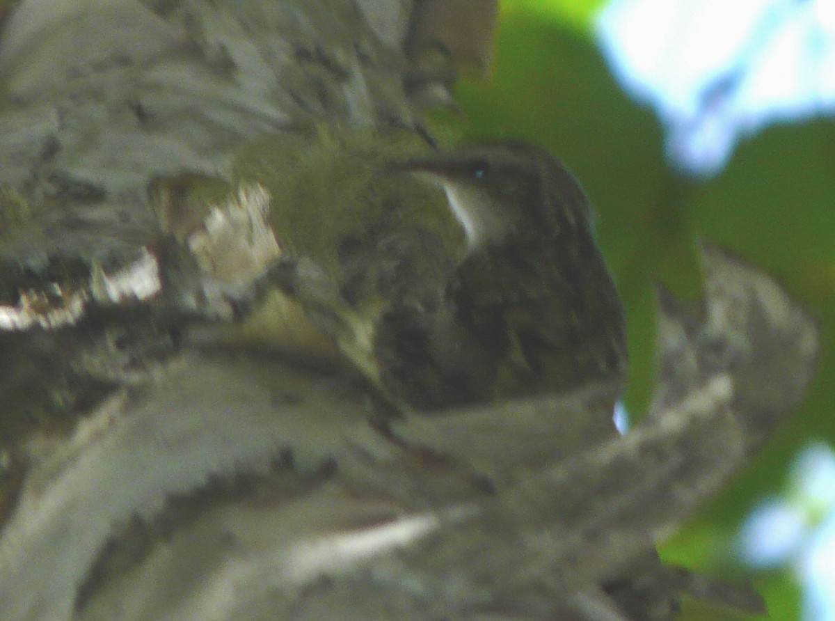 Brown Creeper - ML33630201