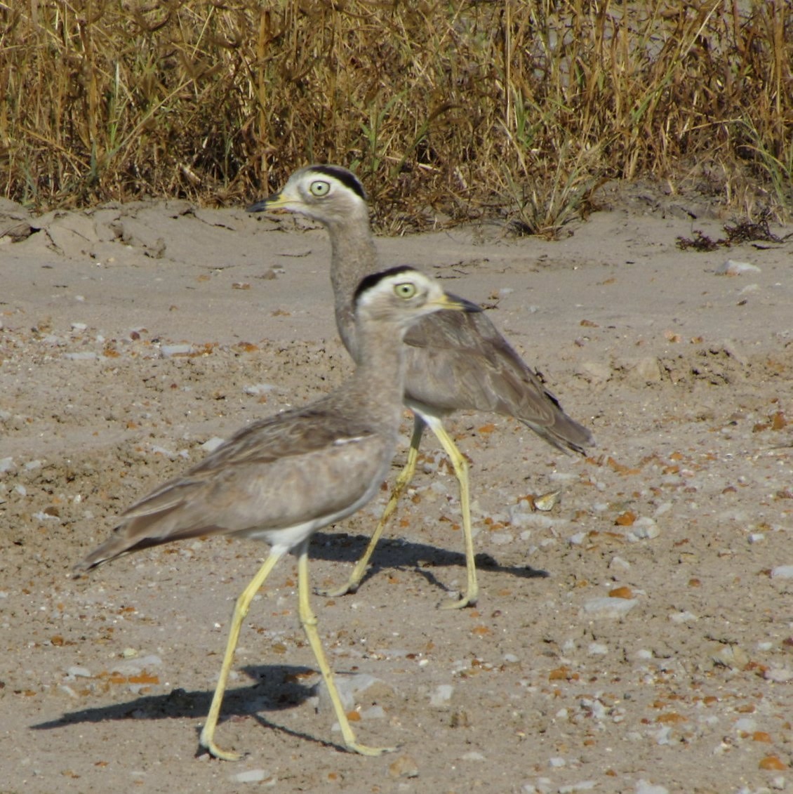 Peruvian Thick-knee - ML336302191