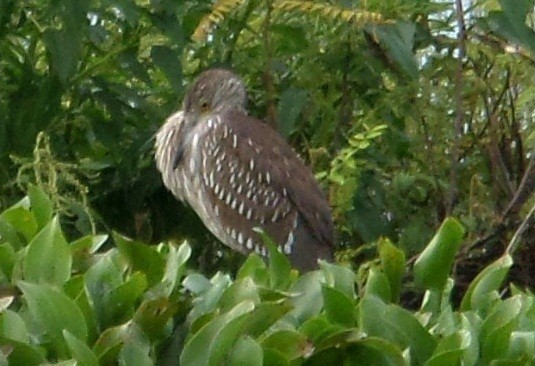 Black-crowned Night Heron - ML336303991