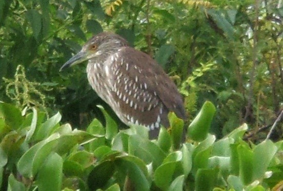 Black-crowned Night Heron - ML336304001