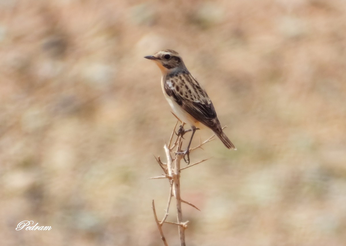 Whinchat - Pedram Khalili