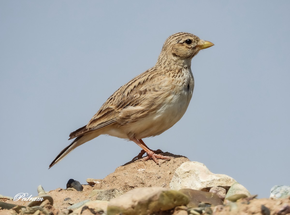 Turkestan Short-toed Lark - Pedram Khalili