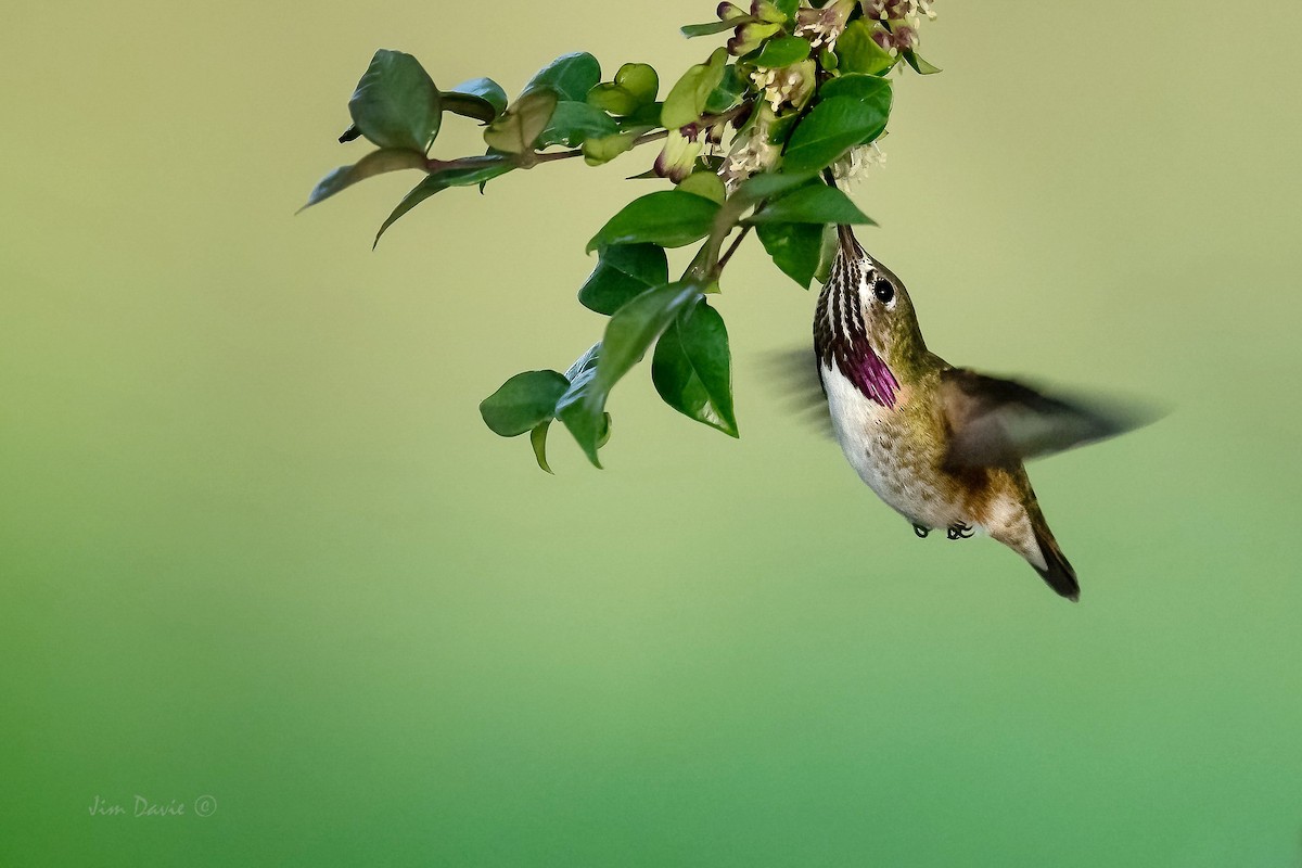 Calliope Hummingbird - ML336308381