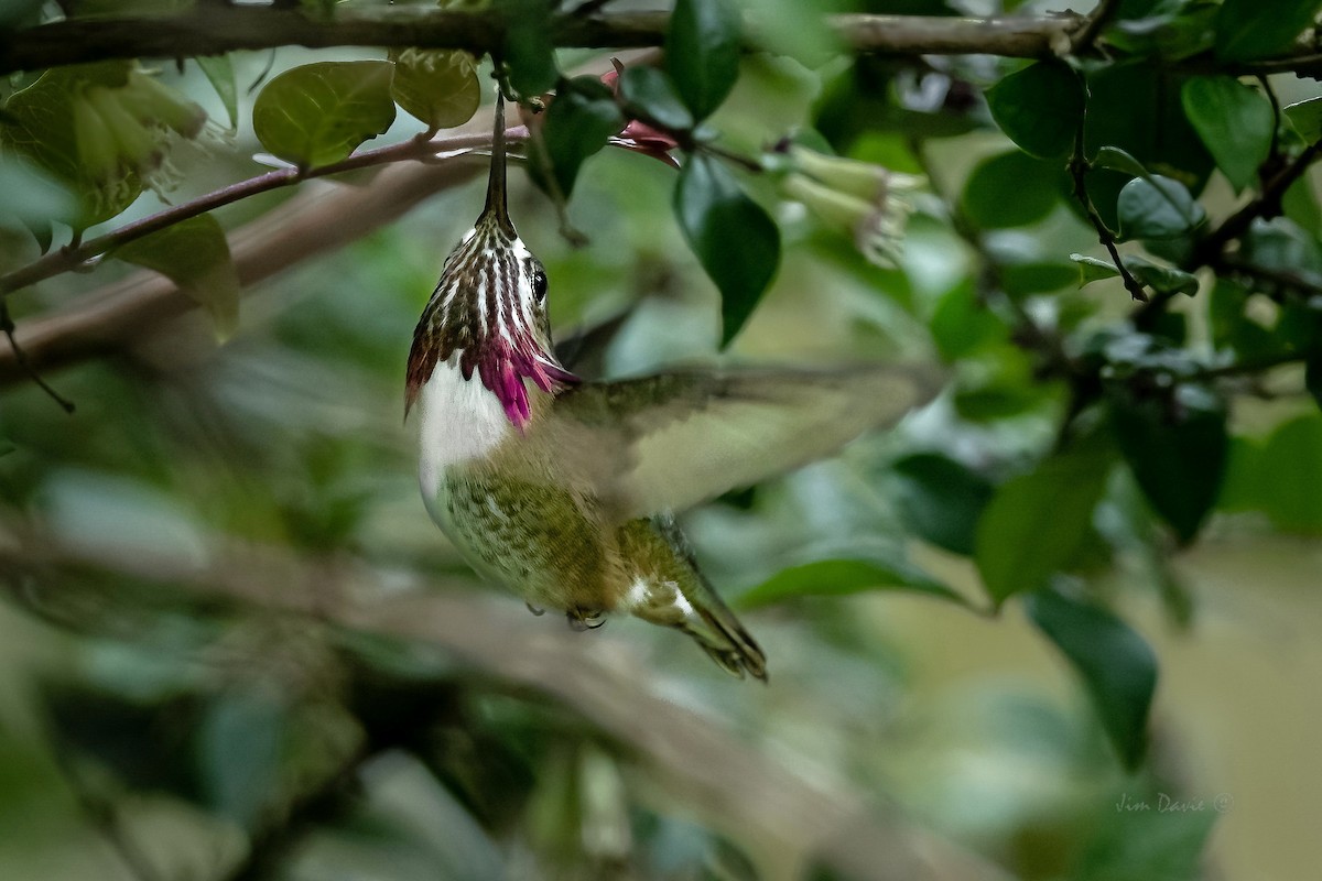 Calliope Hummingbird - ML336309131