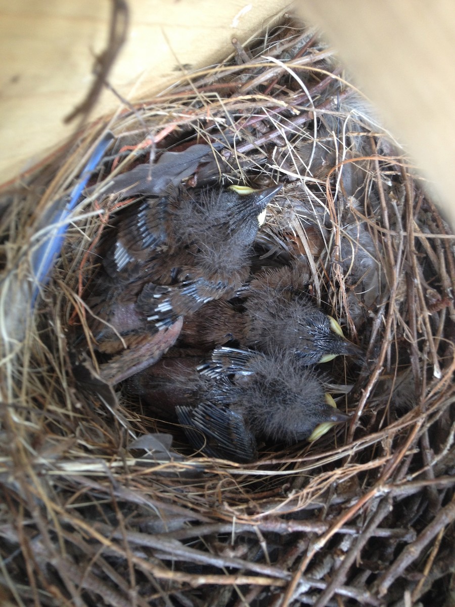 Northern House Wren - ML33630981