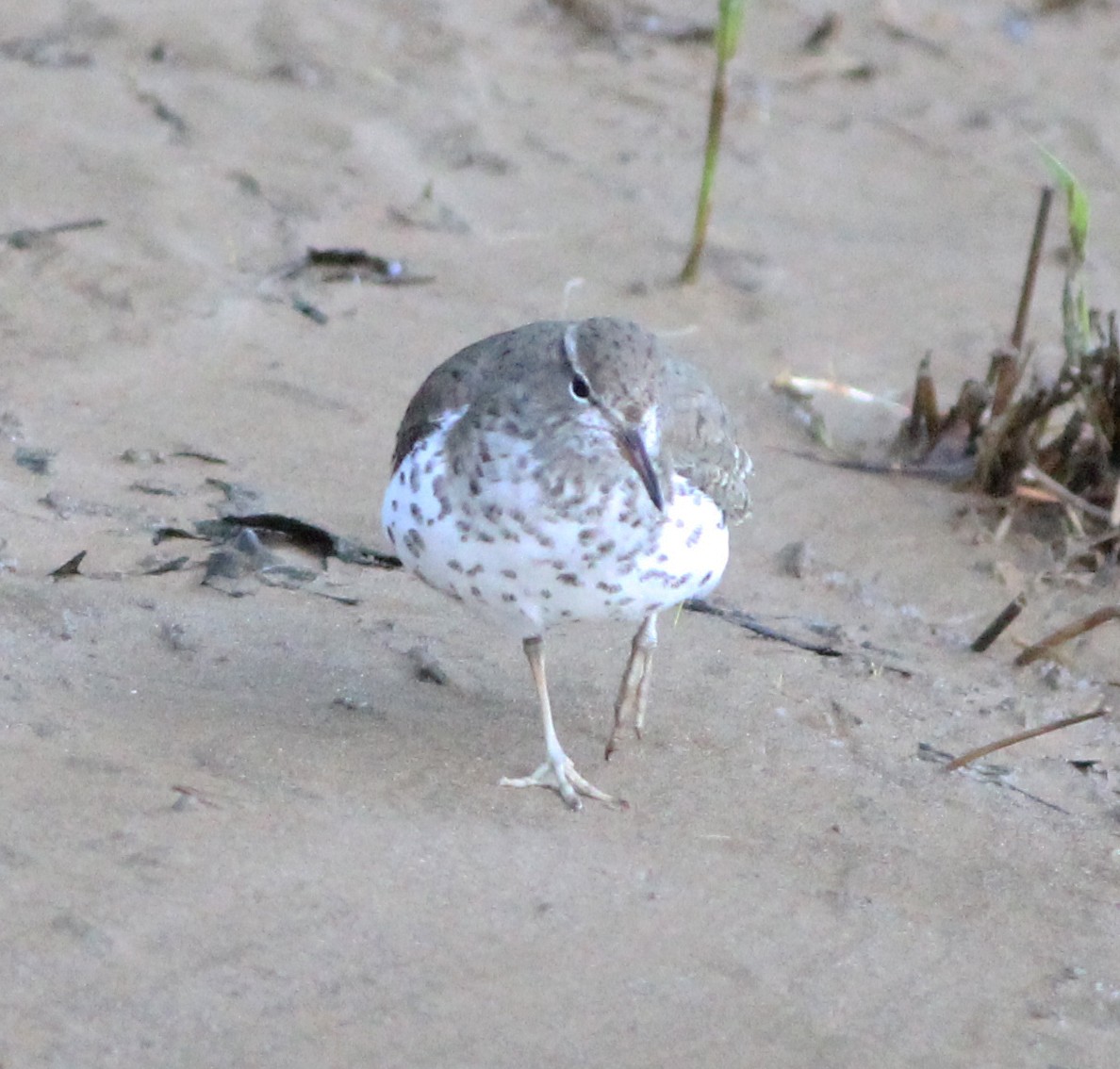 Spotted Sandpiper - ML336310651