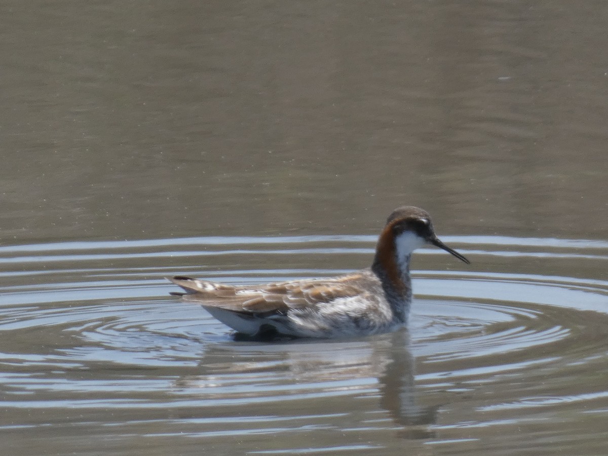 Red-necked Phalarope - ML336310721