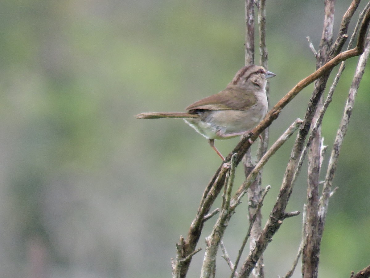 Olive Sparrow - Ichi Wildlife Tours