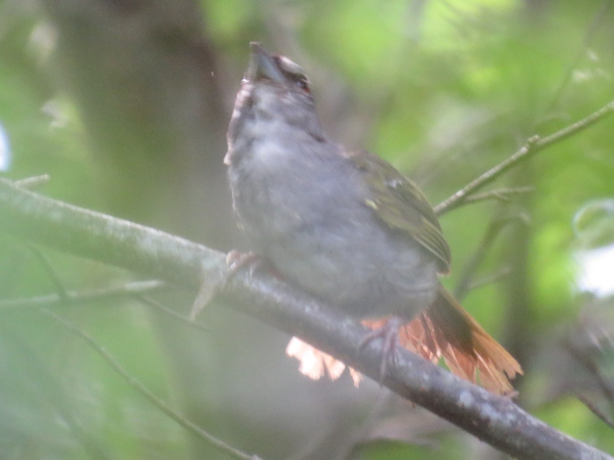 Green-backed Sparrow - ML33631251