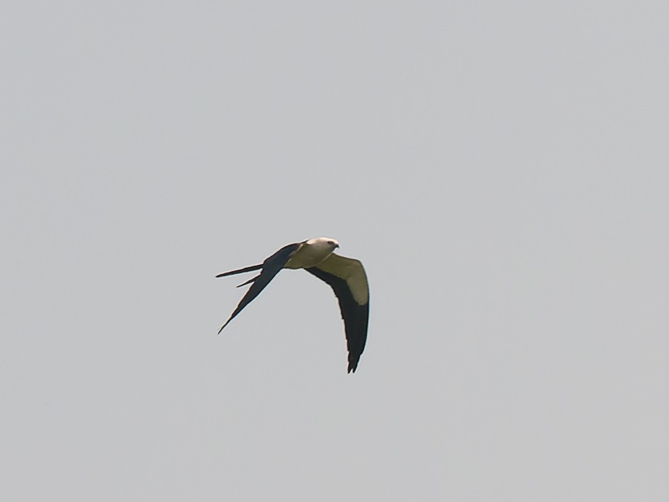 Swallow-tailed Kite - ML336313291