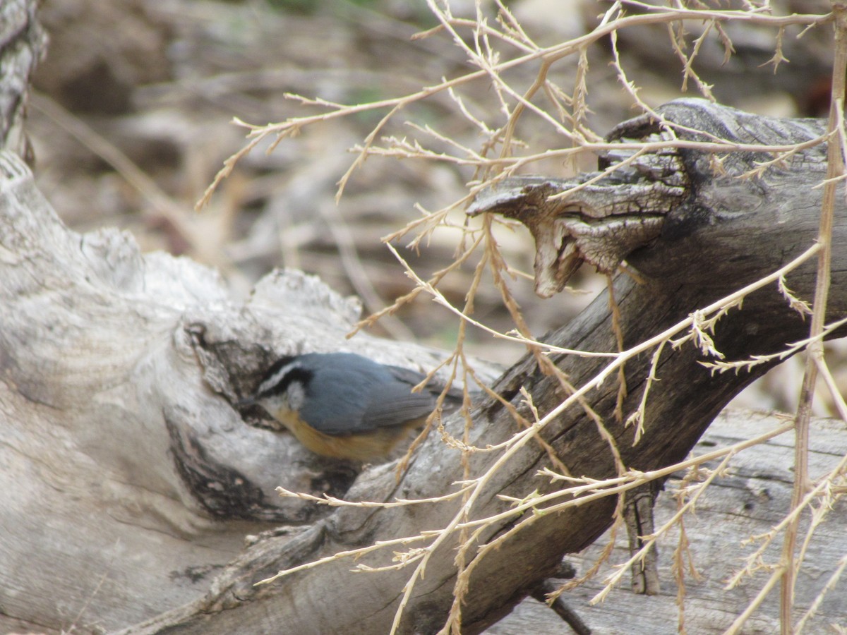 Red-breasted Nuthatch - ML336313521