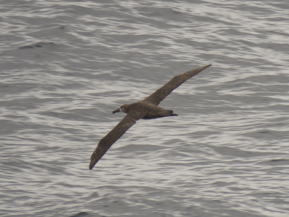 Black-footed Albatross - ML336314261