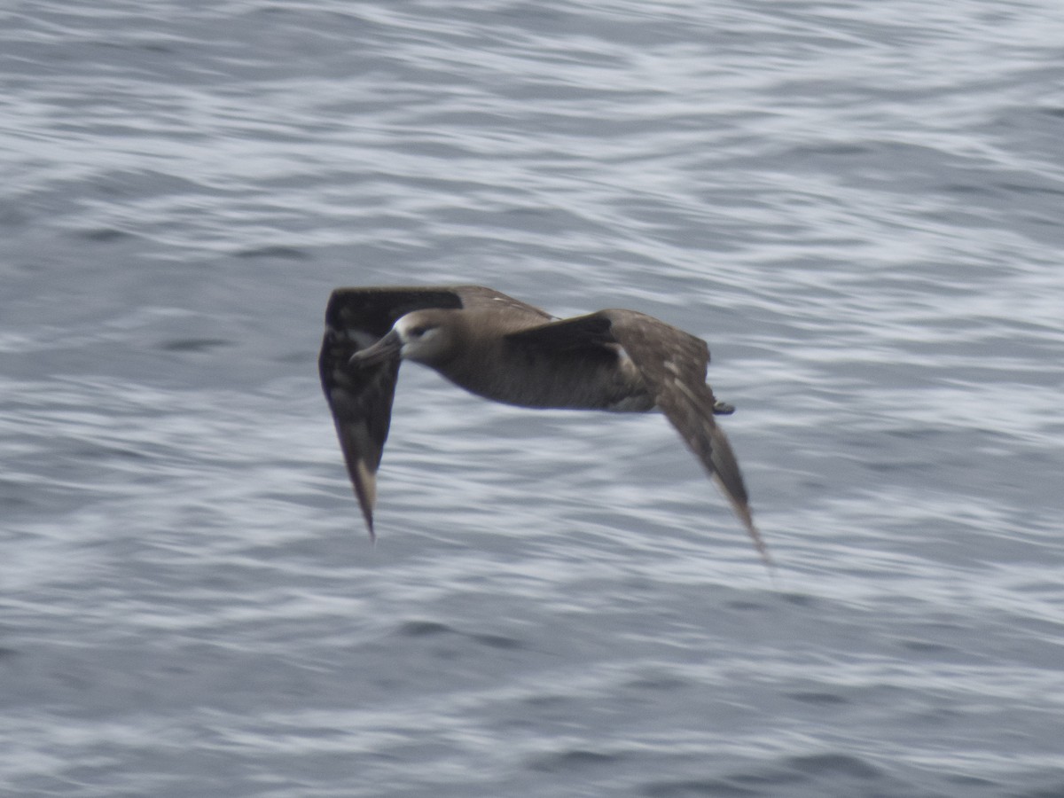 albatros černonohý - ML336314301