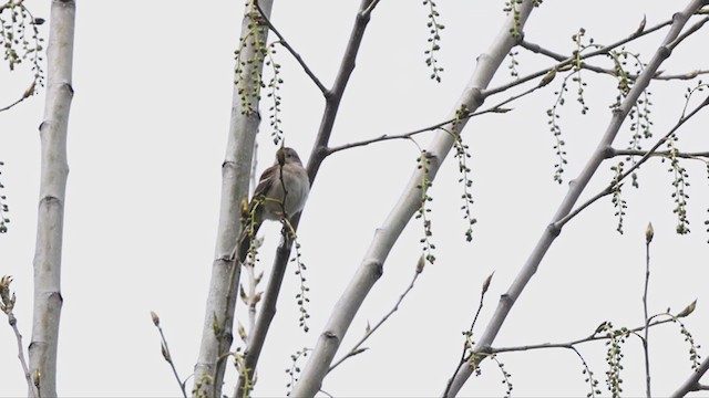 Field Sparrow - ML336315801