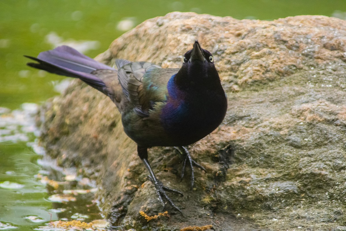 Common Grackle (Florida/Purple) - ML336315921