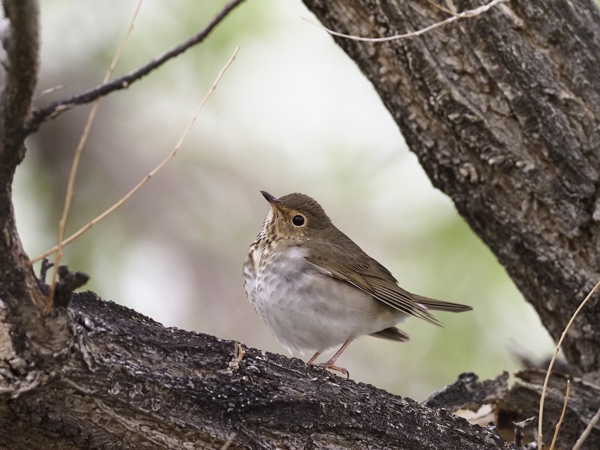 Swainson's Thrush - ML336317491