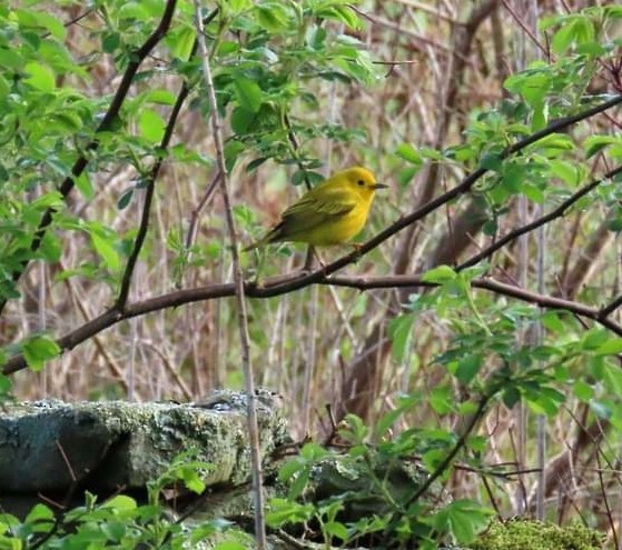 Yellow Warbler (Northern) - ML336317851