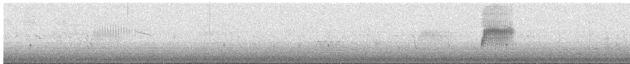 Тауї плямистий - ML336322381