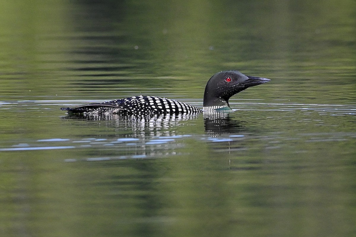 Common Loon - ML336323891