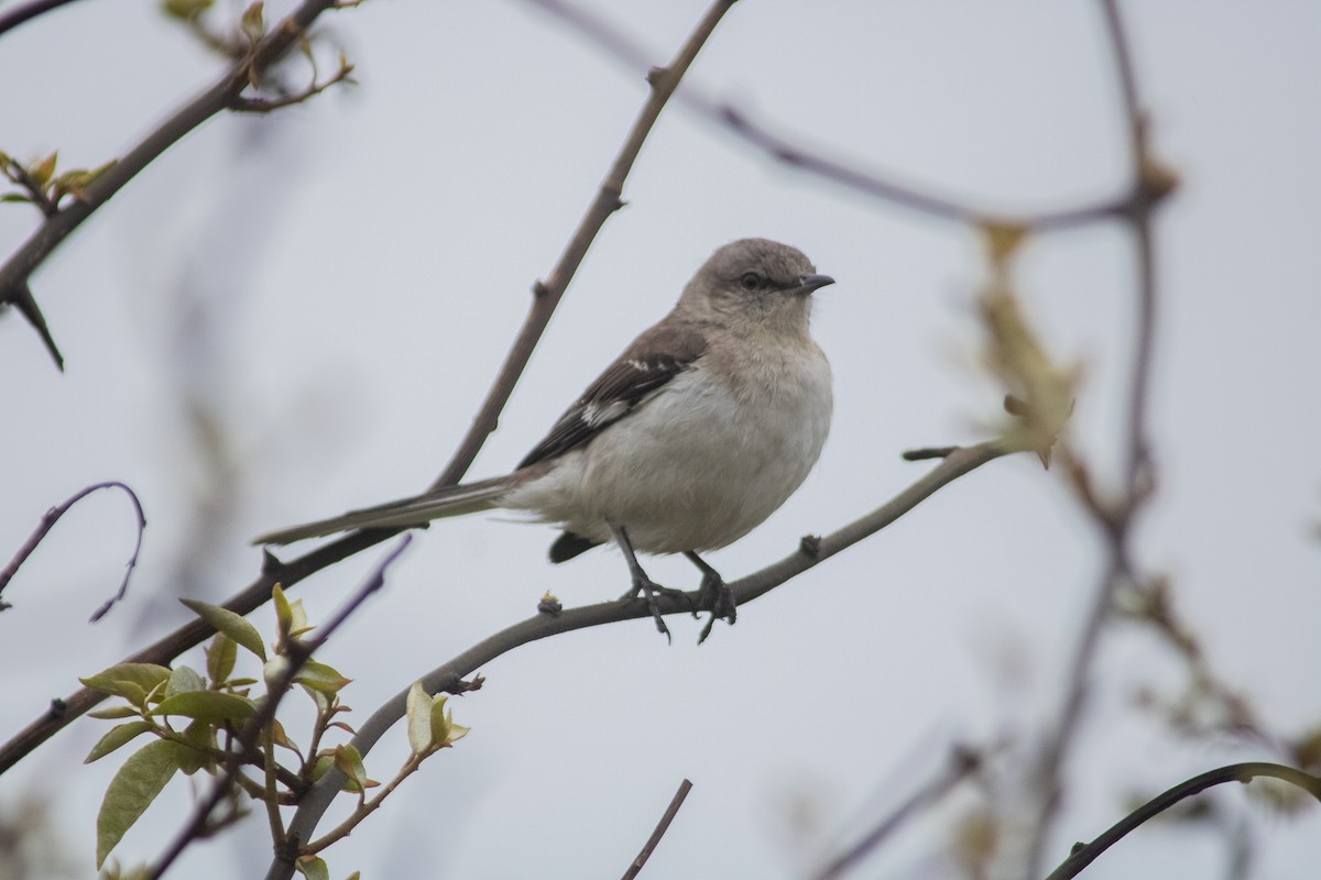 Northern Mockingbird - ML336325461