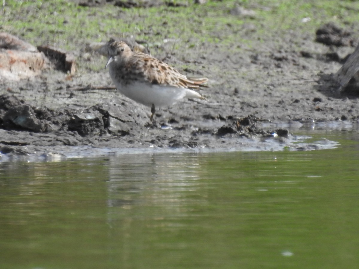 White-rumped Sandpiper - ML336327531