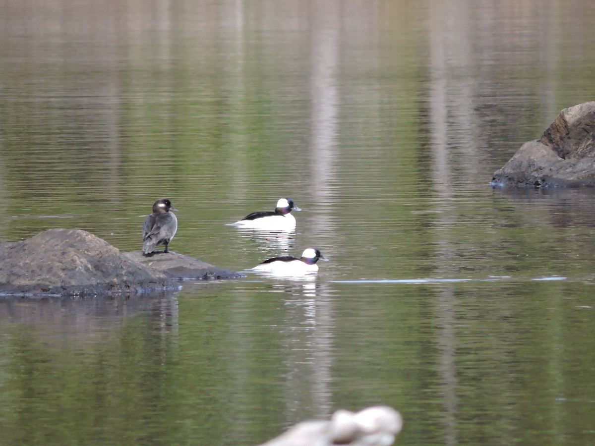 Bufflehead - ML336327721