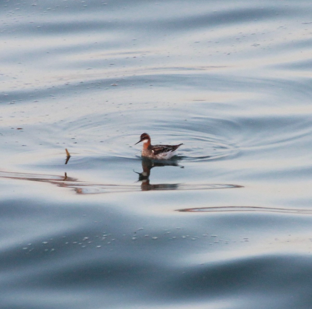 Phalarope à bec étroit - ML336330241