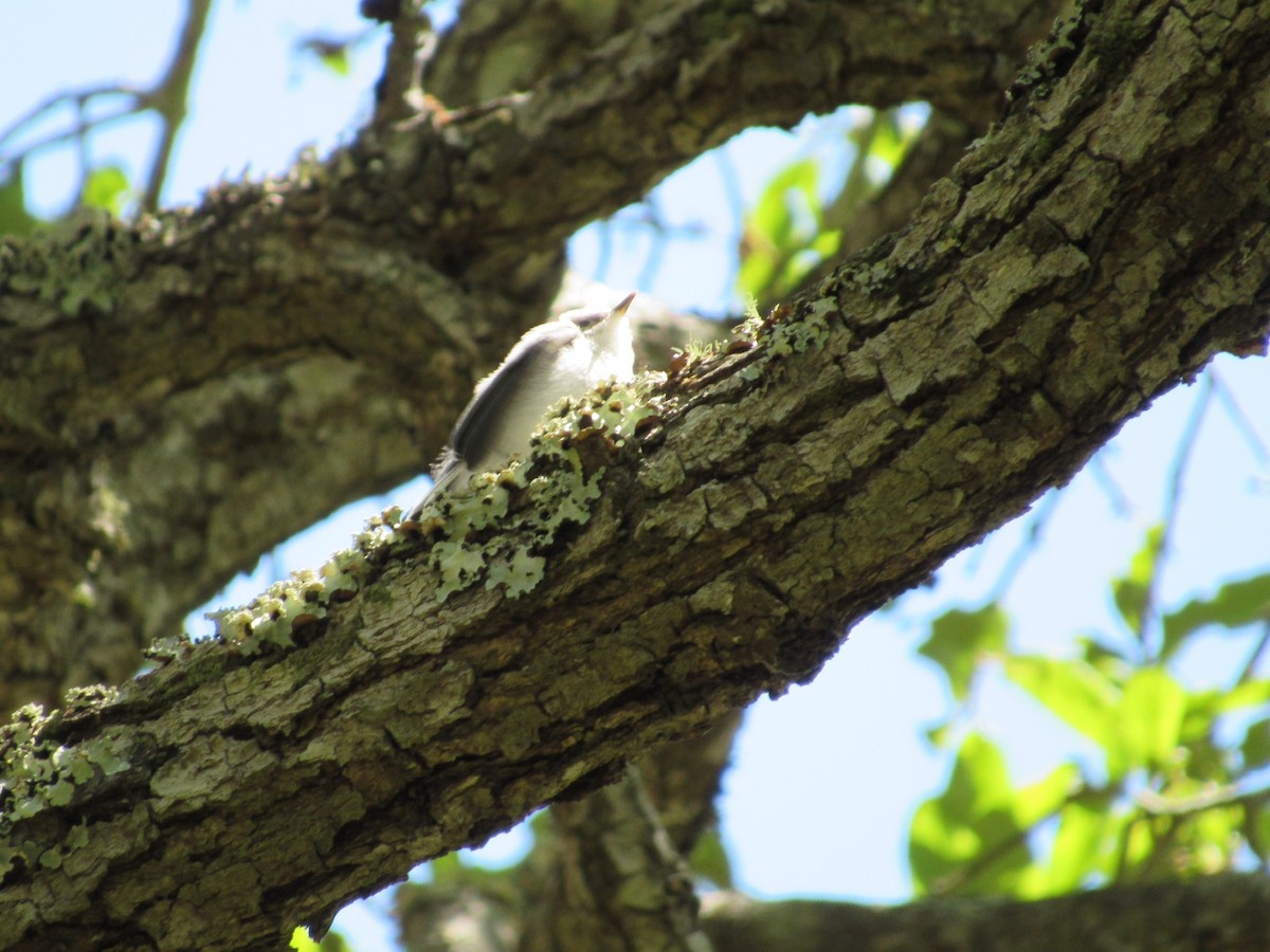 Blue-gray Gnatcatcher - Mickey Ryan