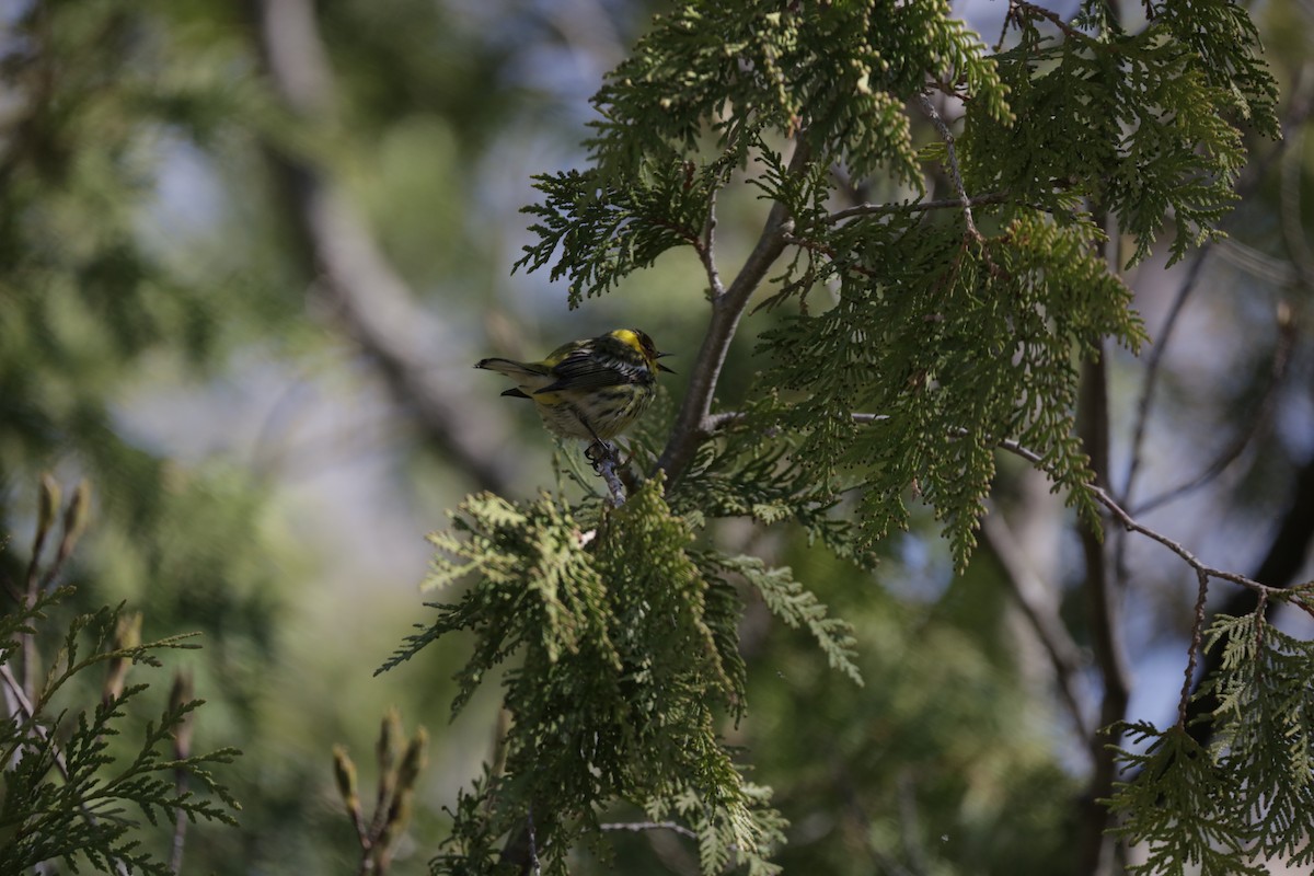 Cape May Warbler - ML336331931