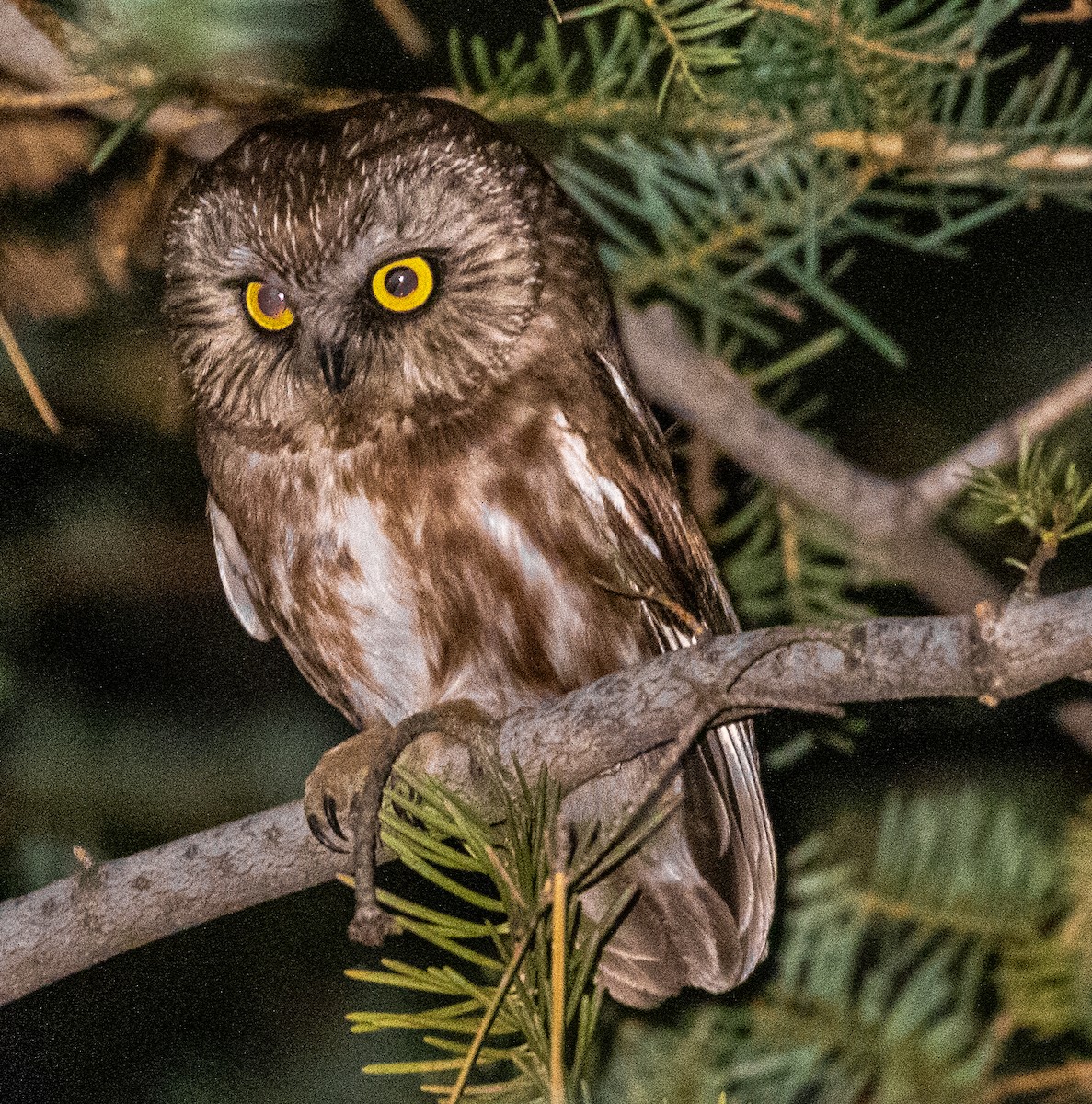 Northern Saw-whet Owl - Larry Schmahl