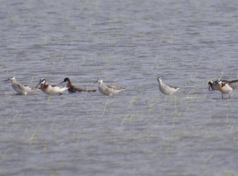 Phalarope à bec étroit - ML336334181