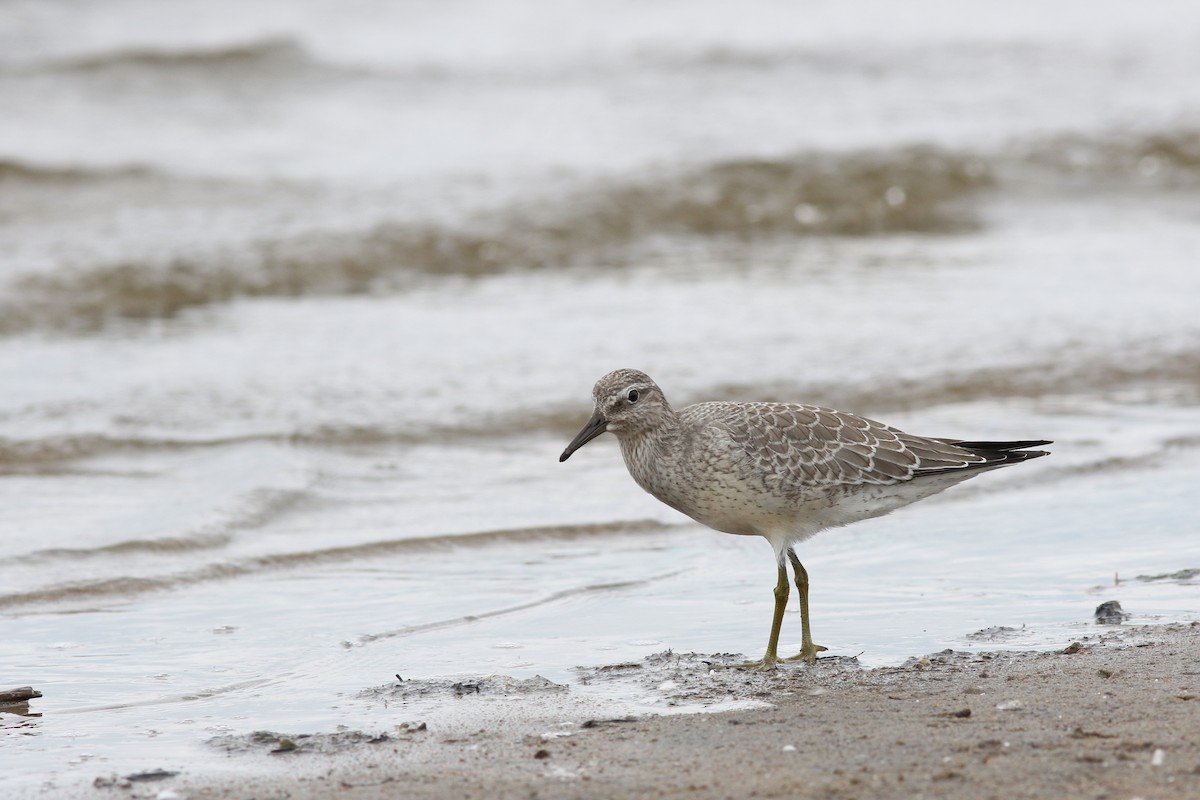 Red Knot - ML33633471