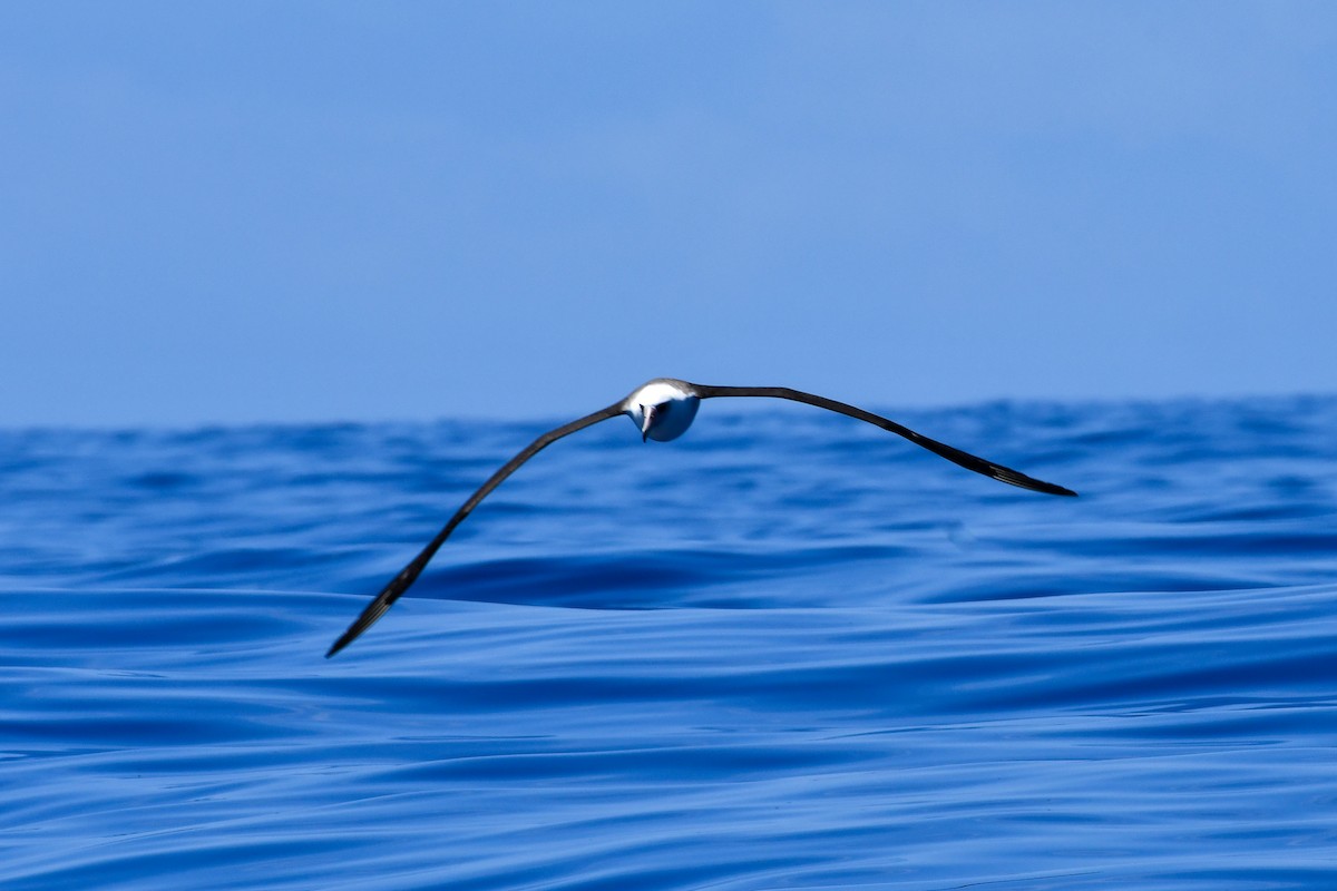 Темноспинный альбатрос - ML336336691