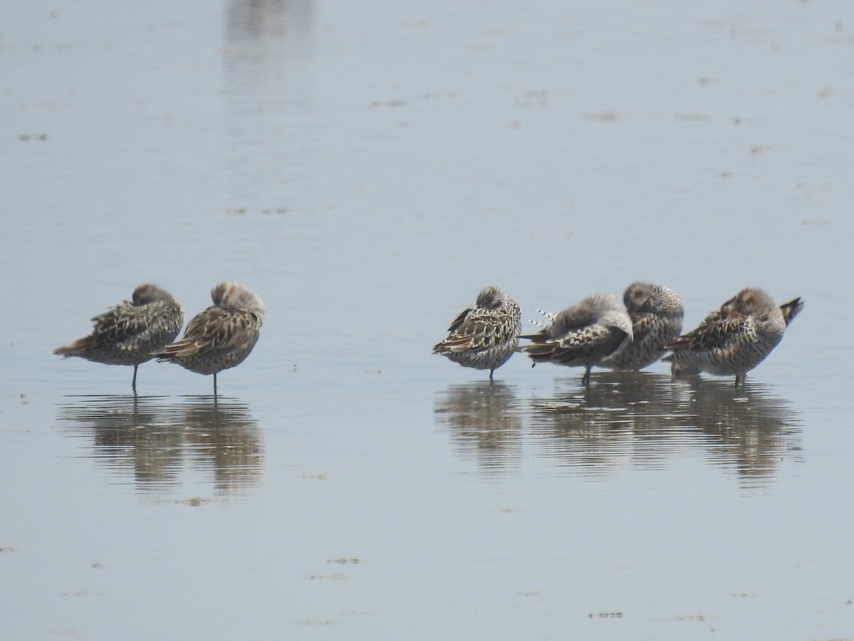 Stilt Sandpiper - ML336339761