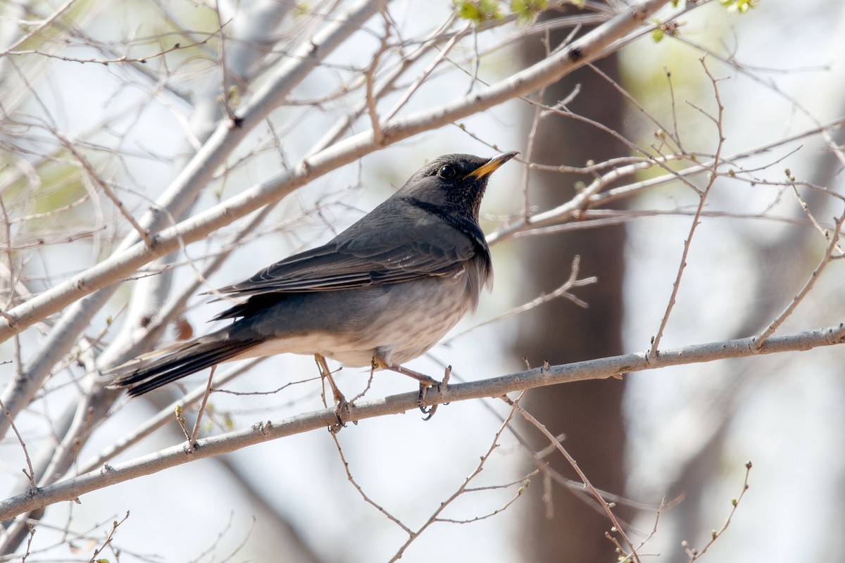 Black-throated Thrush - ML336340791