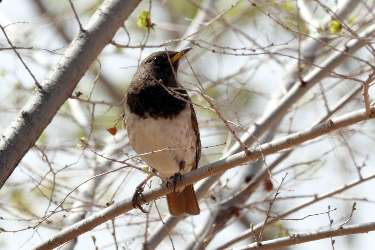 Black-throated Thrush - ML336340801