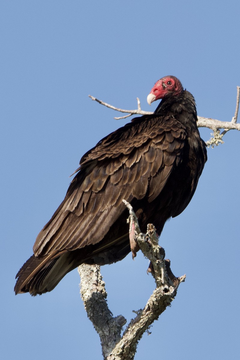 Turkey Vulture - ML336341211