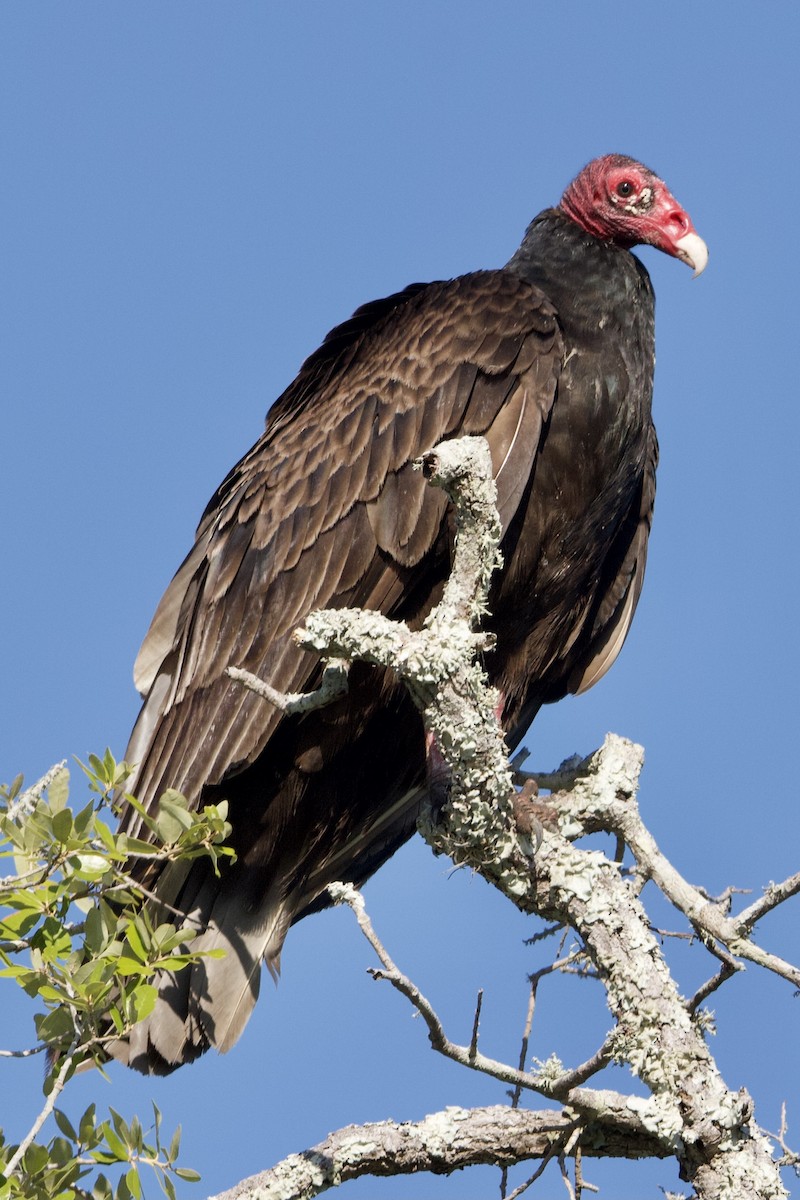 Turkey Vulture - ML336341251