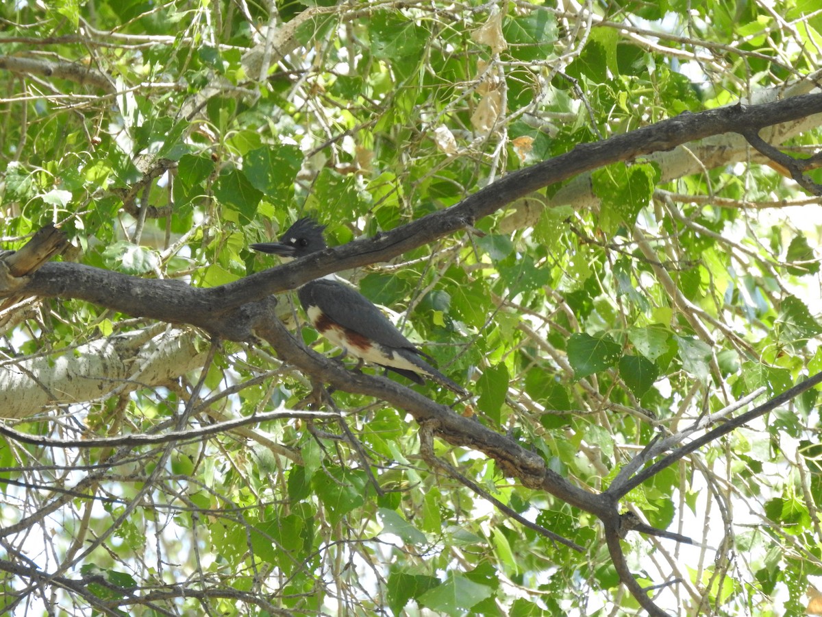 Belted Kingfisher - Bruce White