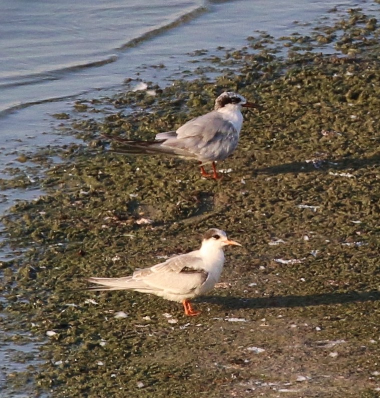 Common Tern - Tom Benson