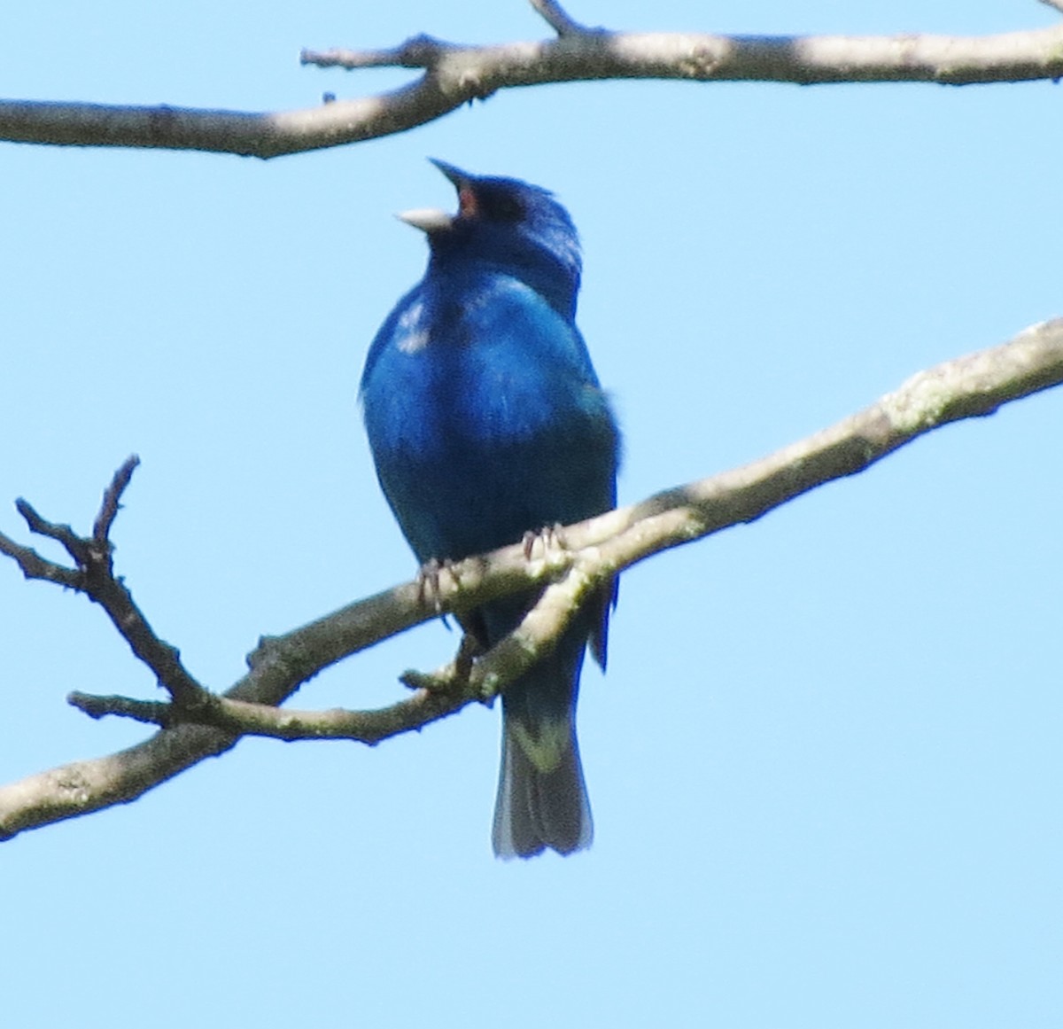 Indigo Bunting - ML336343621