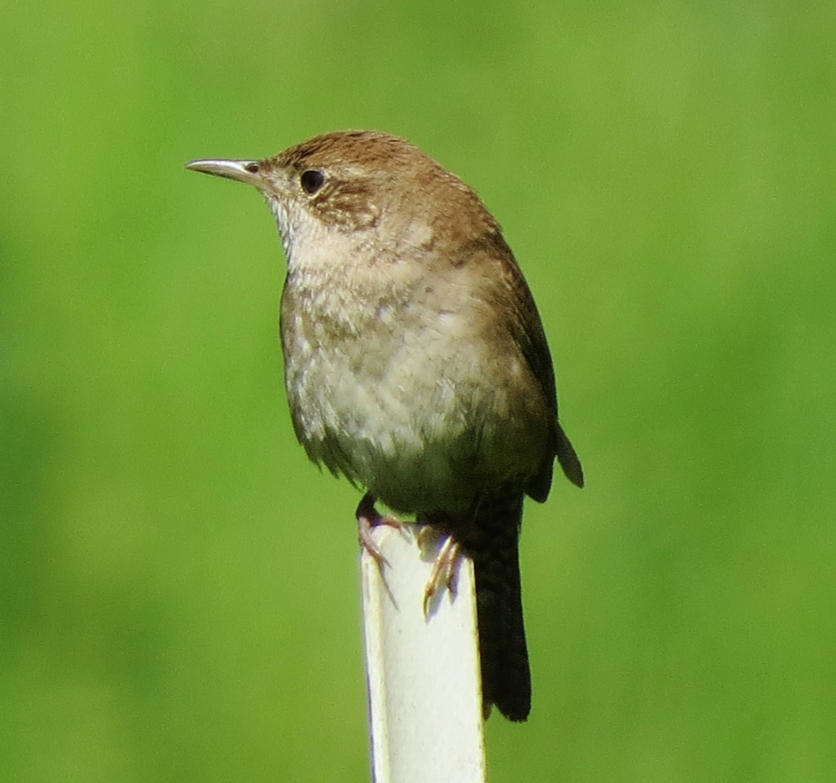 House Wren - ML336343801