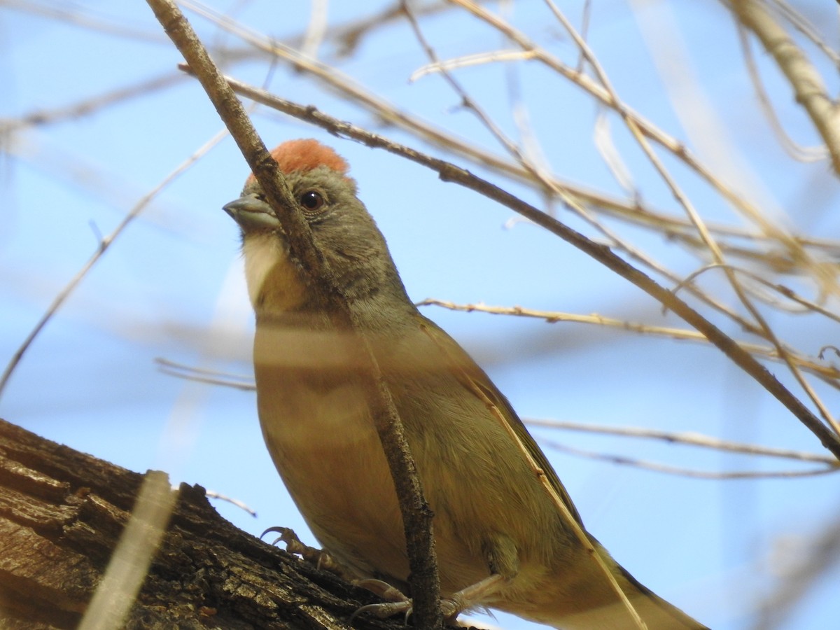 Green-tailed Towhee - ML336344211