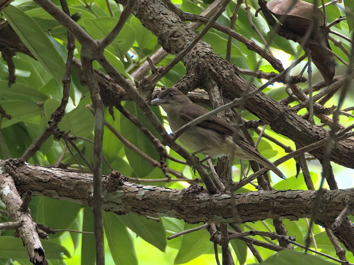 Buff-vented Bulbul - ML336344221