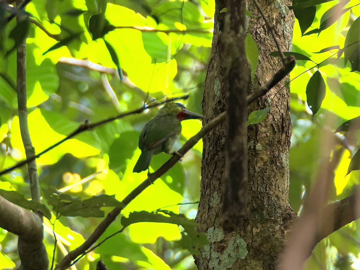 Red-throated Barbet - ML336344231