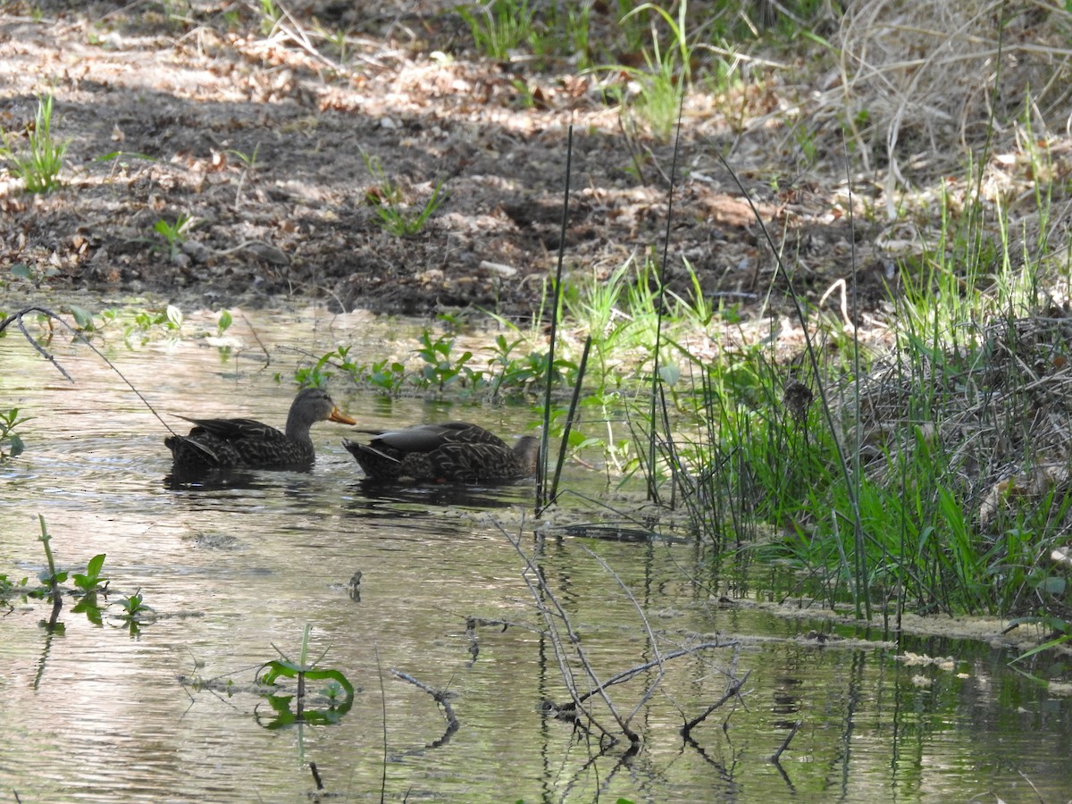 Mexican Duck - ML336344671