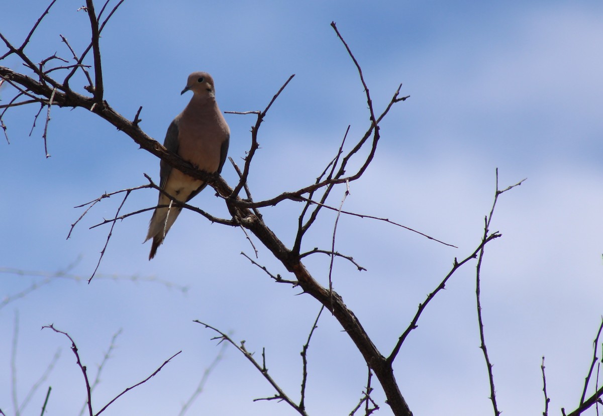 Mourning Dove - ML336345801