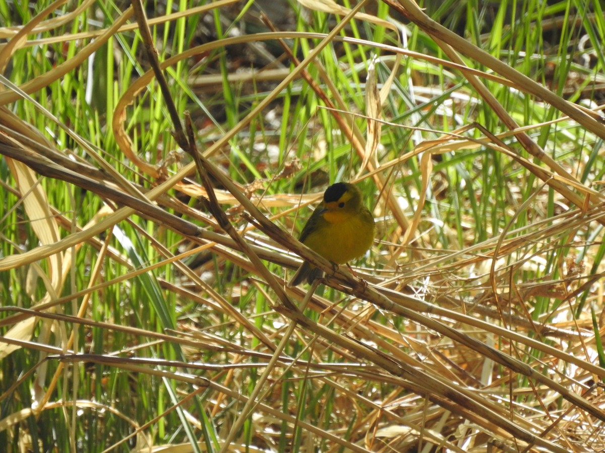 Wilson's Warbler - ML336346221